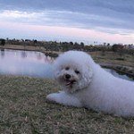 bichon-frise-5