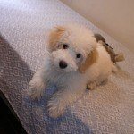 bichon-frise-6