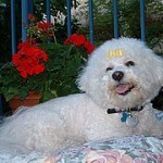 bichon-frise-7