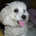bichon-frise-8