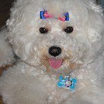 bichon-frise-9