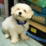 bichonfrise.jpg