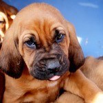 bloodhound-1