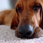 bloodhound-10