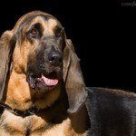 bloodhound.jpg