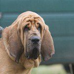 bloodhound-2
