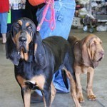 bloodhound-3