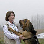 bloodhound-4