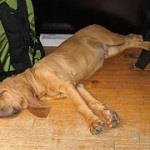bloodhound-5