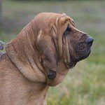 bloodhound-6