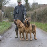 bloodhound-7