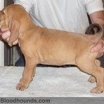 bloodhound-8
