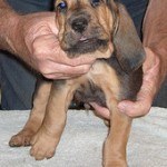 bloodhound-9