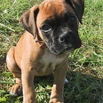 Boxer, fotos, razas de perro 10