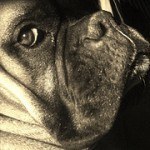 Boxer, fotos, razas de perro 11