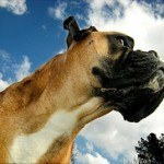 Boxer, fotos, razas de perro 13