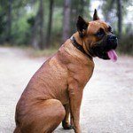 Boxer, fotos, razas de perro
