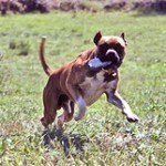 Boxer, fotos, razas de perro 2