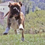 Boxer, fotos, razas de perro 3