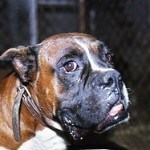 Boxer, fotos, razas de perro 4