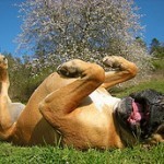 Boxer, fotos, razas de perro 5