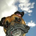 Boxer, fotos, razas de perro 6