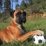 Boxer, fotos, razas de perro 7