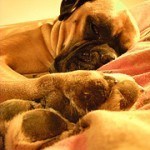 Boxer, fotos, razas de perro 8