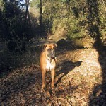 Boxer, fotos, razas de perro 9