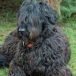 Briard, fotos, razas de perro 11