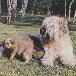 Briard, fotos, razas de perro