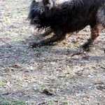Briard, fotos, razas de perro 2