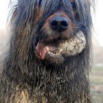Briard, fotos, razas de perro 3