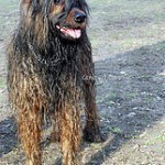 Briard, fotos, razas de perro 4