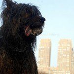 Briard, fotos, razas de perro 5