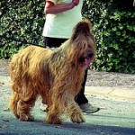 Briard, fotos, razas de perro 6