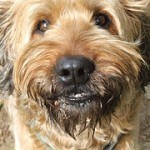 Briard, fotos, razas de perro 7