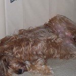 Briard, fotos, razas de perro 8