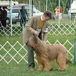Briard, fotos, razas de perro 9