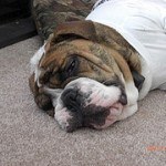 Bull Dog Inglés, fotos, razas de perros 10