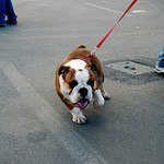 Bull Dog Inglés, fotos, razas de perros 11