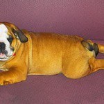 Bull Dog Inglés, fotos, razas de perros 12