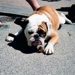 Bull Dog Inglés, fotos, razas de perros 13