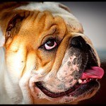 Bull Dog Inglés, fotos, razas de perros