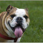Bull Dog Inglés, fotos, razas de perros 2