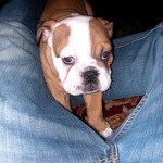 Bull Dog Inglés, fotos, razas de perros 4