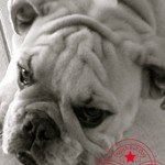 Bull Dog Inglés, fotos, razas de perros 7