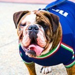 Bull Dog Inglés, fotos, razas de perros 8