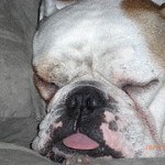 Bull Dog Inglés, fotos, razas de perros 9