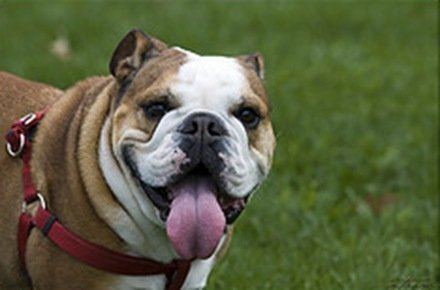 Bull Dog Inglés, fotos, razas de perros 2